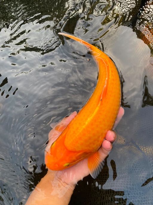 Lelang Koi Online, Jual Beli Ikan Koi, Pusat Jual Beli Koi, Info Lelang Koi Hari Ini, Platform Jual Beli Koi, Jual Beli Ikan Koi Online, Marketplace Ikan Koi, Jual Koi Terbaik, Tempat Beli Koi Berkualitas, Pasar Ikan Koi Online Terpercaya, Penjual Ikan Koi Terpercaya, Beli Koi Hias Online, Ikan Koi untuk Dijual, Koi Kualitas Terbaik, Toko Online Ikan Koi, Koi Hias Untuk Dijual, Jual Beli Ikan Koi Lokal, Koi Indonesia Online, Pusat Jual Beli Koi Terbesar