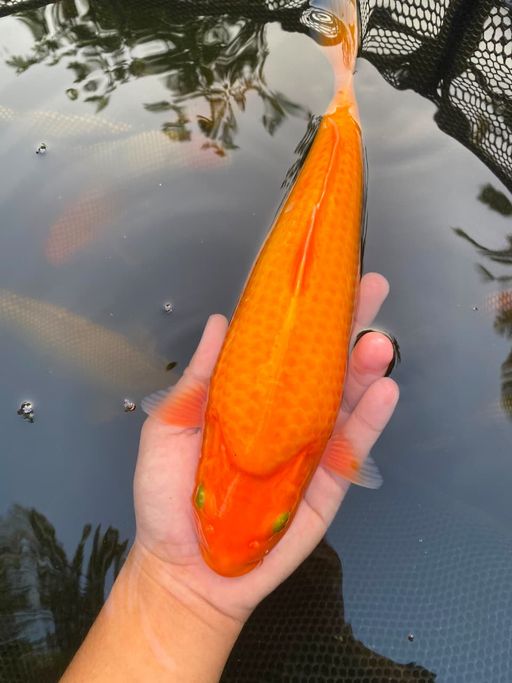 Lelang Koi Online, Jual Beli Ikan Koi, Pusat Jual Beli Koi, Info Lelang Koi Hari Ini, Platform Jual Beli Koi, Jual Beli Ikan Koi Online, Marketplace Ikan Koi, Jual Koi Terbaik, Tempat Beli Koi Berkualitas, Pasar Ikan Koi Online Terpercaya, Penjual Ikan Koi Terpercaya, Beli Koi Hias Online, Ikan Koi untuk Dijual, Koi Kualitas Terbaik, Toko Online Ikan Koi, Koi Hias Untuk Dijual, Jual Beli Ikan Koi Lokal, Koi Indonesia Online, Pusat Jual Beli Koi Terbesar
