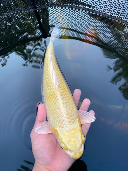 Lelang Koi Online, Jual Beli Ikan Koi, Pusat Jual Beli Koi, Info Lelang Koi Hari Ini, Platform Jual Beli Koi, Jual Beli Ikan Koi Online, Marketplace Ikan Koi, Jual Koi Terbaik, Tempat Beli Koi Berkualitas, Pasar Ikan Koi Online Terpercaya, Penjual Ikan Koi Terpercaya, Beli Koi Hias Online, Ikan Koi untuk Dijual, Koi Kualitas Terbaik, Toko Online Ikan Koi, Koi Hias Untuk Dijual, Jual Beli Ikan Koi Lokal, Koi Indonesia Online, Pusat Jual Beli Koi Terbesar