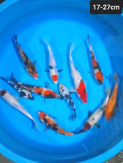 Lelang Koi Online, Jual Beli Ikan Koi, Pusat Jual Beli Koi, Info Lelang Koi Hari Ini, Platform Jual Beli Koi, Jual Beli Ikan Koi Online, Marketplace Ikan Koi, Jual Koi Terbaik, Tempat Beli Koi Berkualitas, Pasar Ikan Koi Online Terpercaya, Penjual Ikan Koi Terpercaya, Beli Koi Hias Online, Ikan Koi untuk Dijual, Koi Kualitas Terbaik, Toko Online Ikan Koi, Koi Hias Untuk Dijual, Jual Beli Ikan Koi Lokal, Koi Indonesia Online, Pusat Jual Beli Koi Terbesar