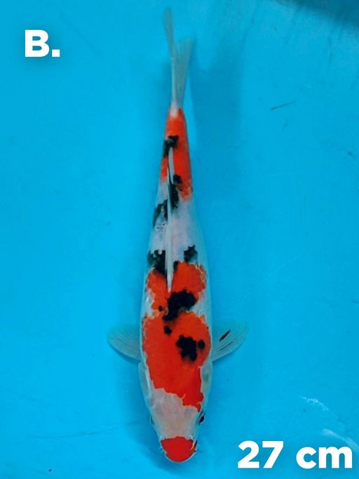 Lelang Koi Online, Jual Beli Ikan Koi, Pusat Jual Beli Koi, Info Lelang Koi Hari Ini, Platform Jual Beli Koi, Jual Beli Ikan Koi Online, Marketplace Ikan Koi, Jual Koi Terbaik, Tempat Beli Koi Berkualitas, Pasar Ikan Koi Online Terpercaya, Penjual Ikan Koi Terpercaya, Beli Koi Hias Online, Ikan Koi untuk Dijual, Koi Kualitas Terbaik, Toko Online Ikan Koi, Koi Hias Untuk Dijual, Jual Beli Ikan Koi Lokal, Koi Indonesia Online, Pusat Jual Beli Koi Terbesar