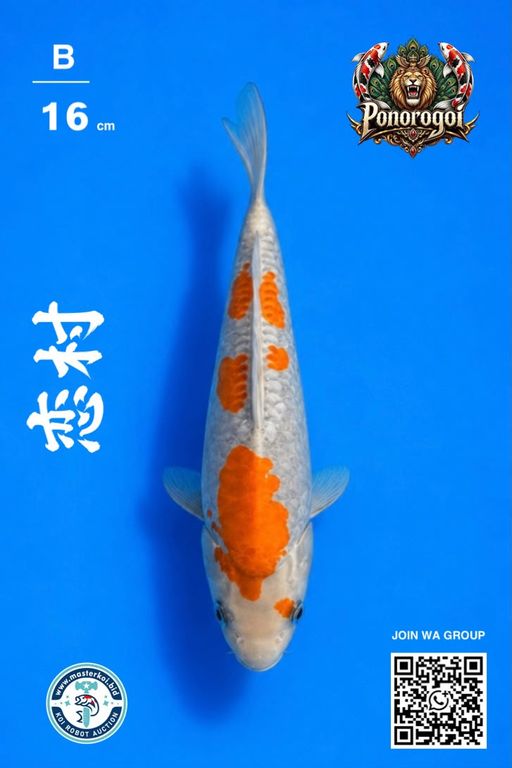 Lelang Koi Online, Jual Beli Ikan Koi, Pusat Jual Beli Koi, Info Lelang Koi Hari Ini, Platform Jual Beli Koi, Jual Beli Ikan Koi Online, Marketplace Ikan Koi, Jual Koi Terbaik, Tempat Beli Koi Berkualitas, Pasar Ikan Koi Online Terpercaya, Penjual Ikan Koi Terpercaya, Beli Koi Hias Online, Ikan Koi untuk Dijual, Koi Kualitas Terbaik, Toko Online Ikan Koi, Koi Hias Untuk Dijual, Jual Beli Ikan Koi Lokal, Koi Indonesia Online, Pusat Jual Beli Koi Terbesar