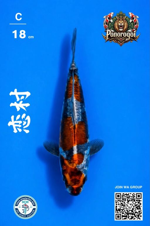 Lelang Koi Online, Jual Beli Ikan Koi, Pusat Jual Beli Koi, Info Lelang Koi Hari Ini, Platform Jual Beli Koi, Jual Beli Ikan Koi Online, Marketplace Ikan Koi, Jual Koi Terbaik, Tempat Beli Koi Berkualitas, Pasar Ikan Koi Online Terpercaya, Penjual Ikan Koi Terpercaya, Beli Koi Hias Online, Ikan Koi untuk Dijual, Koi Kualitas Terbaik, Toko Online Ikan Koi, Koi Hias Untuk Dijual, Jual Beli Ikan Koi Lokal, Koi Indonesia Online, Pusat Jual Beli Koi Terbesar