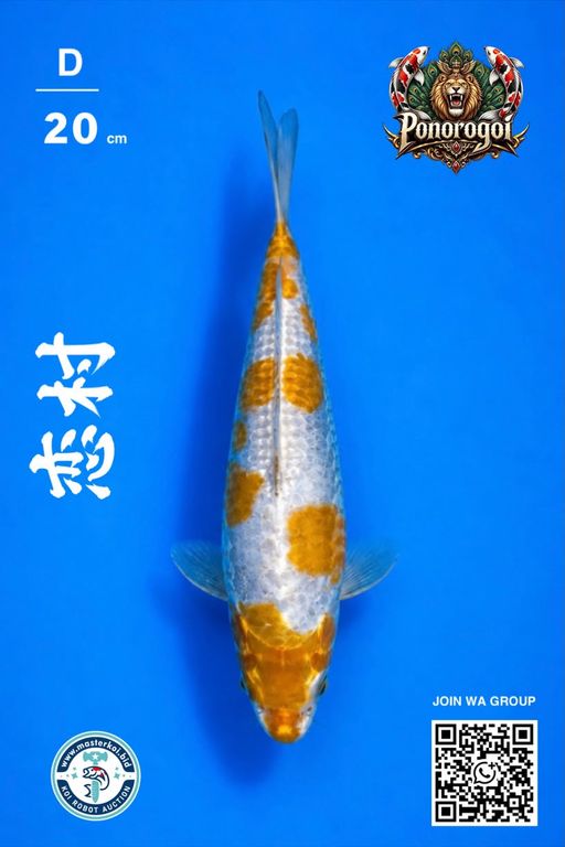 Lelang Koi Online, Jual Beli Ikan Koi, Pusat Jual Beli Koi, Info Lelang Koi Hari Ini, Platform Jual Beli Koi, Jual Beli Ikan Koi Online, Marketplace Ikan Koi, Jual Koi Terbaik, Tempat Beli Koi Berkualitas, Pasar Ikan Koi Online Terpercaya, Penjual Ikan Koi Terpercaya, Beli Koi Hias Online, Ikan Koi untuk Dijual, Koi Kualitas Terbaik, Toko Online Ikan Koi, Koi Hias Untuk Dijual, Jual Beli Ikan Koi Lokal, Koi Indonesia Online, Pusat Jual Beli Koi Terbesar