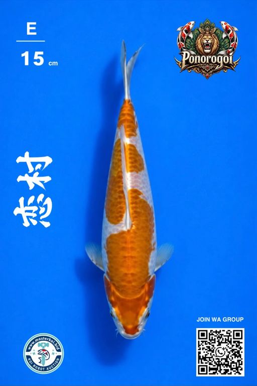 Lelang Koi Online, Jual Beli Ikan Koi, Pusat Jual Beli Koi, Info Lelang Koi Hari Ini, Platform Jual Beli Koi, Jual Beli Ikan Koi Online, Marketplace Ikan Koi, Jual Koi Terbaik, Tempat Beli Koi Berkualitas, Pasar Ikan Koi Online Terpercaya, Penjual Ikan Koi Terpercaya, Beli Koi Hias Online, Ikan Koi untuk Dijual, Koi Kualitas Terbaik, Toko Online Ikan Koi, Koi Hias Untuk Dijual, Jual Beli Ikan Koi Lokal, Koi Indonesia Online, Pusat Jual Beli Koi Terbesar