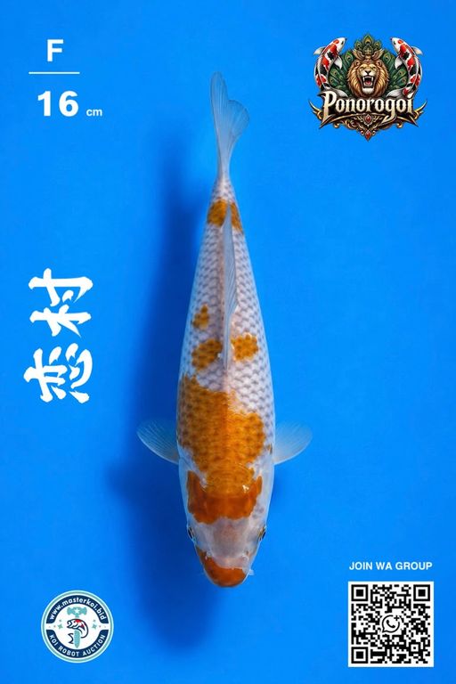 Lelang Koi Online, Jual Beli Ikan Koi, Pusat Jual Beli Koi, Info Lelang Koi Hari Ini, Platform Jual Beli Koi, Jual Beli Ikan Koi Online, Marketplace Ikan Koi, Jual Koi Terbaik, Tempat Beli Koi Berkualitas, Pasar Ikan Koi Online Terpercaya, Penjual Ikan Koi Terpercaya, Beli Koi Hias Online, Ikan Koi untuk Dijual, Koi Kualitas Terbaik, Toko Online Ikan Koi, Koi Hias Untuk Dijual, Jual Beli Ikan Koi Lokal, Koi Indonesia Online, Pusat Jual Beli Koi Terbesar