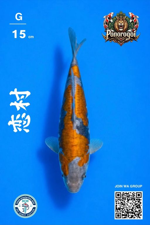 Lelang Koi Online, Jual Beli Ikan Koi, Pusat Jual Beli Koi, Info Lelang Koi Hari Ini, Platform Jual Beli Koi, Jual Beli Ikan Koi Online, Marketplace Ikan Koi, Jual Koi Terbaik, Tempat Beli Koi Berkualitas, Pasar Ikan Koi Online Terpercaya, Penjual Ikan Koi Terpercaya, Beli Koi Hias Online, Ikan Koi untuk Dijual, Koi Kualitas Terbaik, Toko Online Ikan Koi, Koi Hias Untuk Dijual, Jual Beli Ikan Koi Lokal, Koi Indonesia Online, Pusat Jual Beli Koi Terbesar