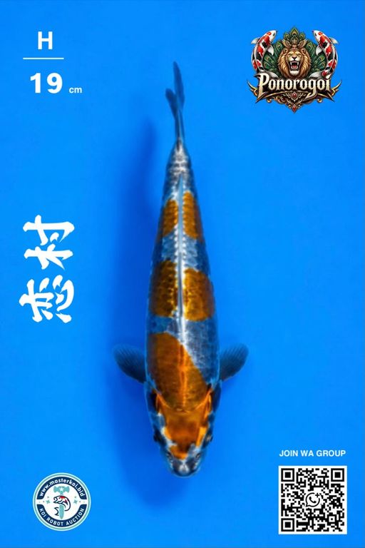 Lelang Koi Online, Jual Beli Ikan Koi, Pusat Jual Beli Koi, Info Lelang Koi Hari Ini, Platform Jual Beli Koi, Jual Beli Ikan Koi Online, Marketplace Ikan Koi, Jual Koi Terbaik, Tempat Beli Koi Berkualitas, Pasar Ikan Koi Online Terpercaya, Penjual Ikan Koi Terpercaya, Beli Koi Hias Online, Ikan Koi untuk Dijual, Koi Kualitas Terbaik, Toko Online Ikan Koi, Koi Hias Untuk Dijual, Jual Beli Ikan Koi Lokal, Koi Indonesia Online, Pusat Jual Beli Koi Terbesar
