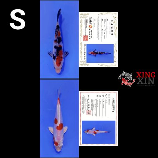 Lelang Koi Online, Jual Beli Ikan Koi, Pusat Jual Beli Koi, Info Lelang Koi Hari Ini, Platform Jual Beli Koi, Jual Beli Ikan Koi Online, Marketplace Ikan Koi, Jual Koi Terbaik, Tempat Beli Koi Berkualitas, Pasar Ikan Koi Online Terpercaya, Penjual Ikan Koi Terpercaya, Beli Koi Hias Online, Ikan Koi untuk Dijual, Koi Kualitas Terbaik, Toko Online Ikan Koi, Koi Hias Untuk Dijual, Jual Beli Ikan Koi Lokal, Koi Indonesia Online, Pusat Jual Beli Koi Terbesar