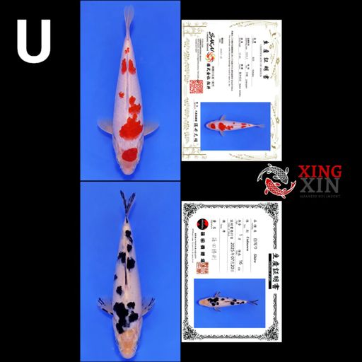 Lelang Koi Online, Jual Beli Ikan Koi, Pusat Jual Beli Koi, Info Lelang Koi Hari Ini, Platform Jual Beli Koi, Jual Beli Ikan Koi Online, Marketplace Ikan Koi, Jual Koi Terbaik, Tempat Beli Koi Berkualitas, Pasar Ikan Koi Online Terpercaya, Penjual Ikan Koi Terpercaya, Beli Koi Hias Online, Ikan Koi untuk Dijual, Koi Kualitas Terbaik, Toko Online Ikan Koi, Koi Hias Untuk Dijual, Jual Beli Ikan Koi Lokal, Koi Indonesia Online, Pusat Jual Beli Koi Terbesar