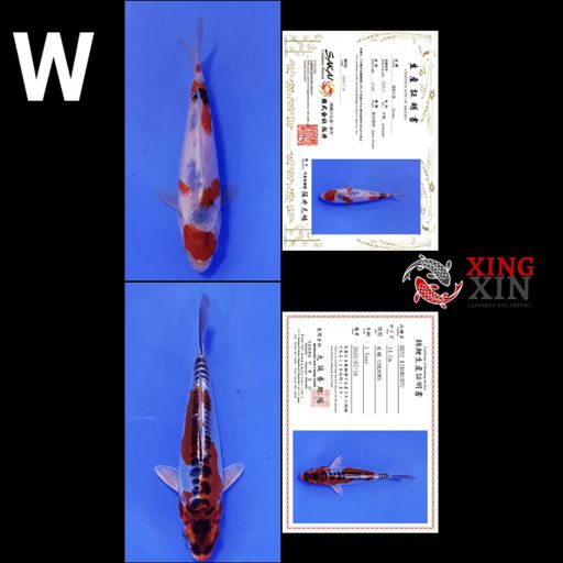 Lelang Koi Online, Jual Beli Ikan Koi, Pusat Jual Beli Koi, Info Lelang Koi Hari Ini, Platform Jual Beli Koi, Jual Beli Ikan Koi Online, Marketplace Ikan Koi, Jual Koi Terbaik, Tempat Beli Koi Berkualitas, Pasar Ikan Koi Online Terpercaya, Penjual Ikan Koi Terpercaya, Beli Koi Hias Online, Ikan Koi untuk Dijual, Koi Kualitas Terbaik, Toko Online Ikan Koi, Koi Hias Untuk Dijual, Jual Beli Ikan Koi Lokal, Koi Indonesia Online, Pusat Jual Beli Koi Terbesar
