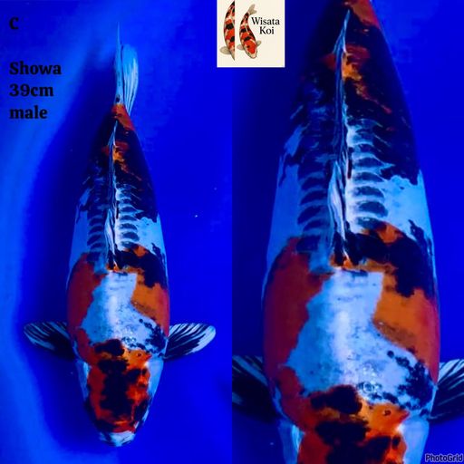 Lelang Koi Online, Jual Beli Ikan Koi, Pusat Jual Beli Koi, Info Lelang Koi Hari Ini, Platform Jual Beli Koi, Jual Beli Ikan Koi Online, Marketplace Ikan Koi, Jual Koi Terbaik, Tempat Beli Koi Berkualitas, Pasar Ikan Koi Online Terpercaya, Penjual Ikan Koi Terpercaya, Beli Koi Hias Online, Ikan Koi untuk Dijual, Koi Kualitas Terbaik, Toko Online Ikan Koi, Koi Hias Untuk Dijual, Jual Beli Ikan Koi Lokal, Koi Indonesia Online, Pusat Jual Beli Koi Terbesar