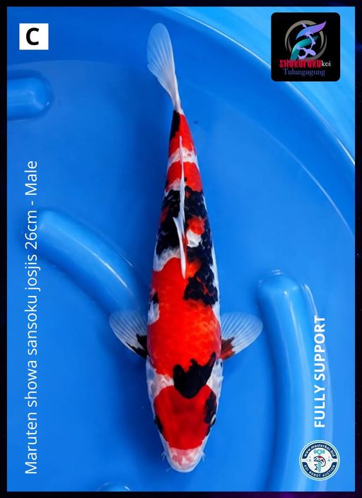 Lelang Koi Online, Jual Beli Ikan Koi, Pusat Jual Beli Koi, Info Lelang Koi Hari Ini, Platform Jual Beli Koi, Jual Beli Ikan Koi Online, Marketplace Ikan Koi, Jual Koi Terbaik, Tempat Beli Koi Berkualitas, Pasar Ikan Koi Online Terpercaya, Penjual Ikan Koi Terpercaya, Beli Koi Hias Online, Ikan Koi untuk Dijual, Koi Kualitas Terbaik, Toko Online Ikan Koi, Koi Hias Untuk Dijual, Jual Beli Ikan Koi Lokal, Koi Indonesia Online, Pusat Jual Beli Koi Terbesar