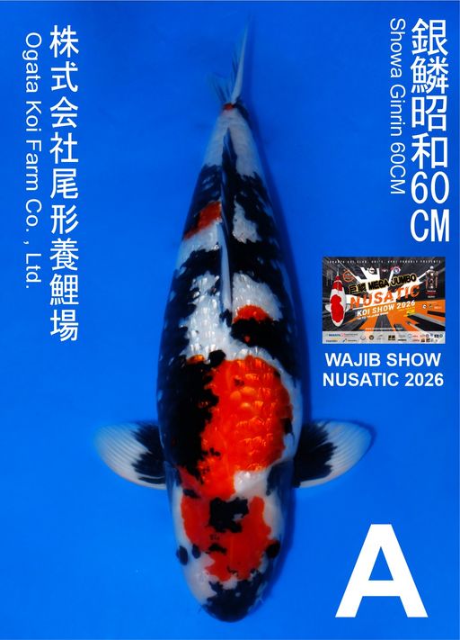 Lelang Koi Online, Jual Beli Ikan Koi, Pusat Jual Beli Koi, Info Lelang Koi Hari Ini, Platform Jual Beli Koi, Jual Beli Ikan Koi Online, Marketplace Ikan Koi, Jual Koi Terbaik, Tempat Beli Koi Berkualitas, Pasar Ikan Koi Online Terpercaya, Penjual Ikan Koi Terpercaya, Beli Koi Hias Online, Ikan Koi untuk Dijual, Koi Kualitas Terbaik, Toko Online Ikan Koi, Koi Hias Untuk Dijual, Jual Beli Ikan Koi Lokal, Koi Indonesia Online, Pusat Jual Beli Koi Terbesar