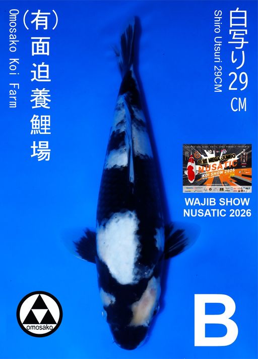 Lelang Koi Online, Jual Beli Ikan Koi, Pusat Jual Beli Koi, Info Lelang Koi Hari Ini, Platform Jual Beli Koi, Jual Beli Ikan Koi Online, Marketplace Ikan Koi, Jual Koi Terbaik, Tempat Beli Koi Berkualitas, Pasar Ikan Koi Online Terpercaya, Penjual Ikan Koi Terpercaya, Beli Koi Hias Online, Ikan Koi untuk Dijual, Koi Kualitas Terbaik, Toko Online Ikan Koi, Koi Hias Untuk Dijual, Jual Beli Ikan Koi Lokal, Koi Indonesia Online, Pusat Jual Beli Koi Terbesar