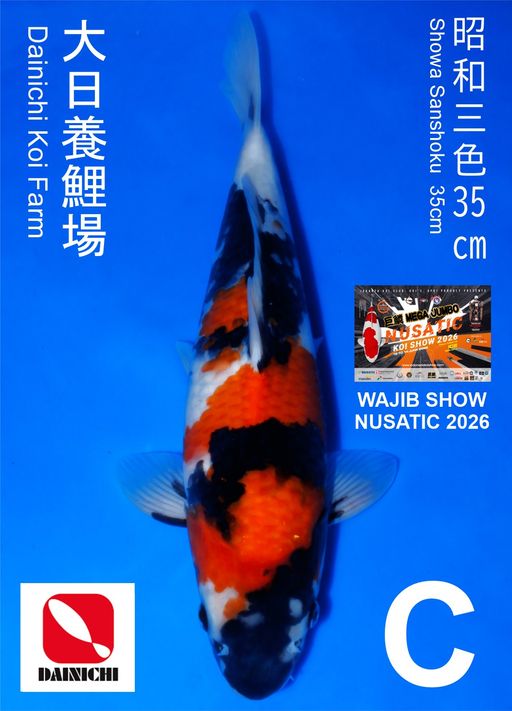 Lelang Koi Online, Jual Beli Ikan Koi, Pusat Jual Beli Koi, Info Lelang Koi Hari Ini, Platform Jual Beli Koi, Jual Beli Ikan Koi Online, Marketplace Ikan Koi, Jual Koi Terbaik, Tempat Beli Koi Berkualitas, Pasar Ikan Koi Online Terpercaya, Penjual Ikan Koi Terpercaya, Beli Koi Hias Online, Ikan Koi untuk Dijual, Koi Kualitas Terbaik, Toko Online Ikan Koi, Koi Hias Untuk Dijual, Jual Beli Ikan Koi Lokal, Koi Indonesia Online, Pusat Jual Beli Koi Terbesar