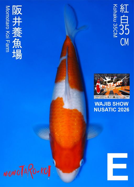 Lelang Koi Online, Jual Beli Ikan Koi, Pusat Jual Beli Koi, Info Lelang Koi Hari Ini, Platform Jual Beli Koi, Jual Beli Ikan Koi Online, Marketplace Ikan Koi, Jual Koi Terbaik, Tempat Beli Koi Berkualitas, Pasar Ikan Koi Online Terpercaya, Penjual Ikan Koi Terpercaya, Beli Koi Hias Online, Ikan Koi untuk Dijual, Koi Kualitas Terbaik, Toko Online Ikan Koi, Koi Hias Untuk Dijual, Jual Beli Ikan Koi Lokal, Koi Indonesia Online, Pusat Jual Beli Koi Terbesar
