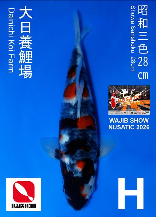 Lelang Koi Online, Jual Beli Ikan Koi, Pusat Jual Beli Koi, Info Lelang Koi Hari Ini, Platform Jual Beli Koi, Jual Beli Ikan Koi Online, Marketplace Ikan Koi, Jual Koi Terbaik, Tempat Beli Koi Berkualitas, Pasar Ikan Koi Online Terpercaya, Penjual Ikan Koi Terpercaya, Beli Koi Hias Online, Ikan Koi untuk Dijual, Koi Kualitas Terbaik, Toko Online Ikan Koi, Koi Hias Untuk Dijual, Jual Beli Ikan Koi Lokal, Koi Indonesia Online, Pusat Jual Beli Koi Terbesar