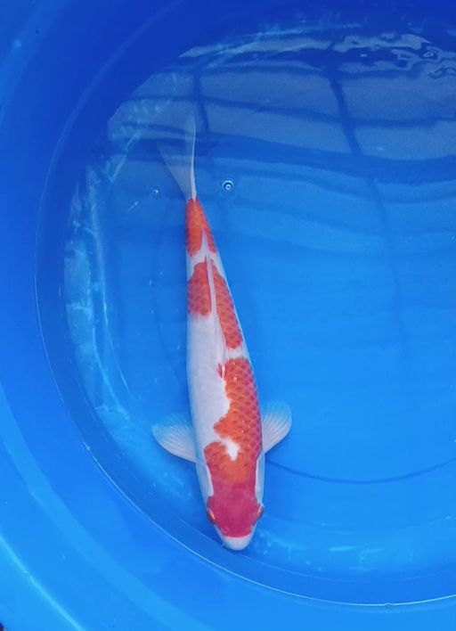 Lelang Koi Online, Jual Beli Ikan Koi, Pusat Jual Beli Koi, Info Lelang Koi Hari Ini, Platform Jual Beli Koi, Jual Beli Ikan Koi Online, Marketplace Ikan Koi, Jual Koi Terbaik, Tempat Beli Koi Berkualitas, Pasar Ikan Koi Online Terpercaya, Penjual Ikan Koi Terpercaya, Beli Koi Hias Online, Ikan Koi untuk Dijual, Koi Kualitas Terbaik, Toko Online Ikan Koi, Koi Hias Untuk Dijual, Jual Beli Ikan Koi Lokal, Koi Indonesia Online, Pusat Jual Beli Koi Terbesar