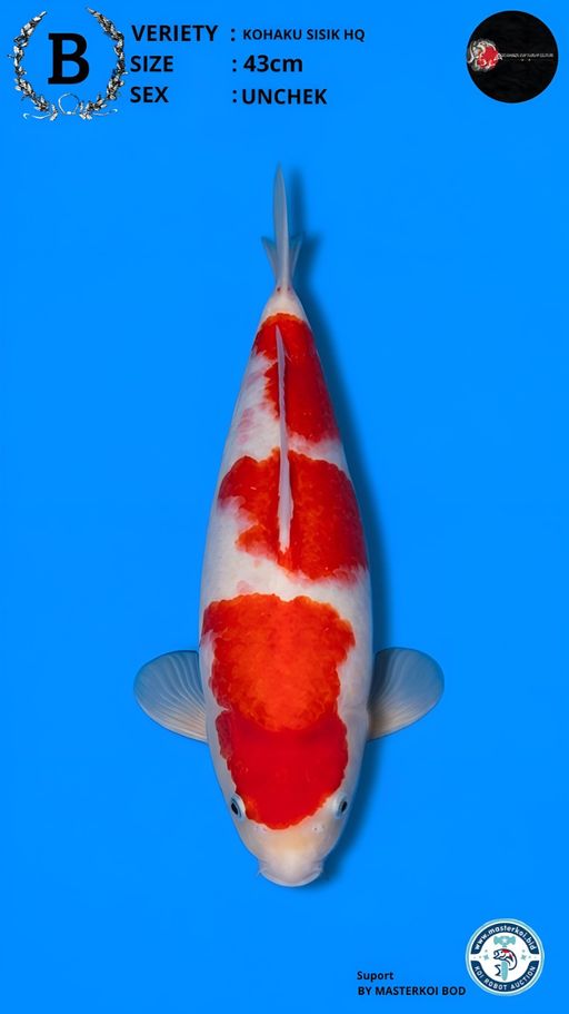 Lelang Koi Online, Jual Beli Ikan Koi, Pusat Jual Beli Koi, Info Lelang Koi Hari Ini, Platform Jual Beli Koi, Jual Beli Ikan Koi Online, Marketplace Ikan Koi, Jual Koi Terbaik, Tempat Beli Koi Berkualitas, Pasar Ikan Koi Online Terpercaya, Penjual Ikan Koi Terpercaya, Beli Koi Hias Online, Ikan Koi untuk Dijual, Koi Kualitas Terbaik, Toko Online Ikan Koi, Koi Hias Untuk Dijual, Jual Beli Ikan Koi Lokal, Koi Indonesia Online, Pusat Jual Beli Koi Terbesar