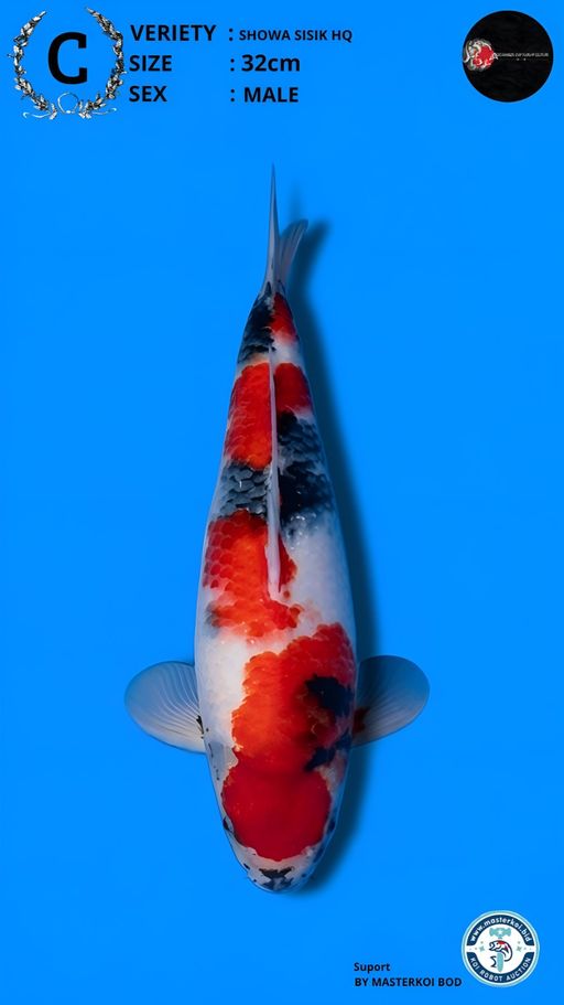 Lelang Koi Online, Jual Beli Ikan Koi, Pusat Jual Beli Koi, Info Lelang Koi Hari Ini, Platform Jual Beli Koi, Jual Beli Ikan Koi Online, Marketplace Ikan Koi, Jual Koi Terbaik, Tempat Beli Koi Berkualitas, Pasar Ikan Koi Online Terpercaya, Penjual Ikan Koi Terpercaya, Beli Koi Hias Online, Ikan Koi untuk Dijual, Koi Kualitas Terbaik, Toko Online Ikan Koi, Koi Hias Untuk Dijual, Jual Beli Ikan Koi Lokal, Koi Indonesia Online, Pusat Jual Beli Koi Terbesar