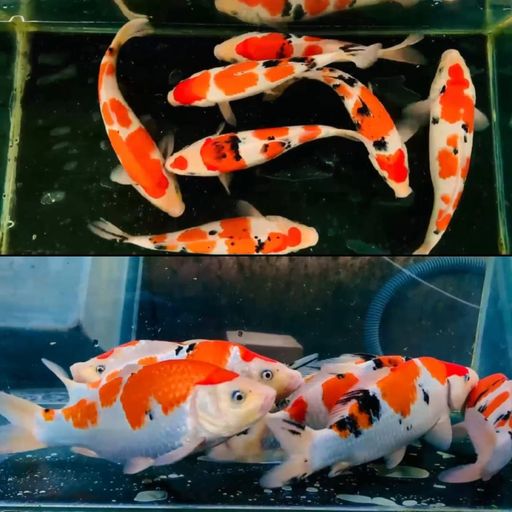 Lelang Koi Online, Jual Beli Ikan Koi, Pusat Jual Beli Koi, Info Lelang Koi Hari Ini, Platform Jual Beli Koi, Jual Beli Ikan Koi Online, Marketplace Ikan Koi, Jual Koi Terbaik, Tempat Beli Koi Berkualitas, Pasar Ikan Koi Online Terpercaya, Penjual Ikan Koi Terpercaya, Beli Koi Hias Online, Ikan Koi untuk Dijual, Koi Kualitas Terbaik, Toko Online Ikan Koi, Koi Hias Untuk Dijual, Jual Beli Ikan Koi Lokal, Koi Indonesia Online, Pusat Jual Beli Koi Terbesar