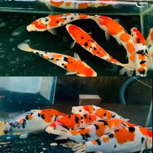 Lelang Koi Online, Jual Beli Ikan Koi, Pusat Jual Beli Koi, Info Lelang Koi Hari Ini, Platform Jual Beli Koi, Jual Beli Ikan Koi Online, Marketplace Ikan Koi, Jual Koi Terbaik, Tempat Beli Koi Berkualitas, Pasar Ikan Koi Online Terpercaya, Penjual Ikan Koi Terpercaya, Beli Koi Hias Online, Ikan Koi untuk Dijual, Koi Kualitas Terbaik, Toko Online Ikan Koi, Koi Hias Untuk Dijual, Jual Beli Ikan Koi Lokal, Koi Indonesia Online, Pusat Jual Beli Koi Terbesar