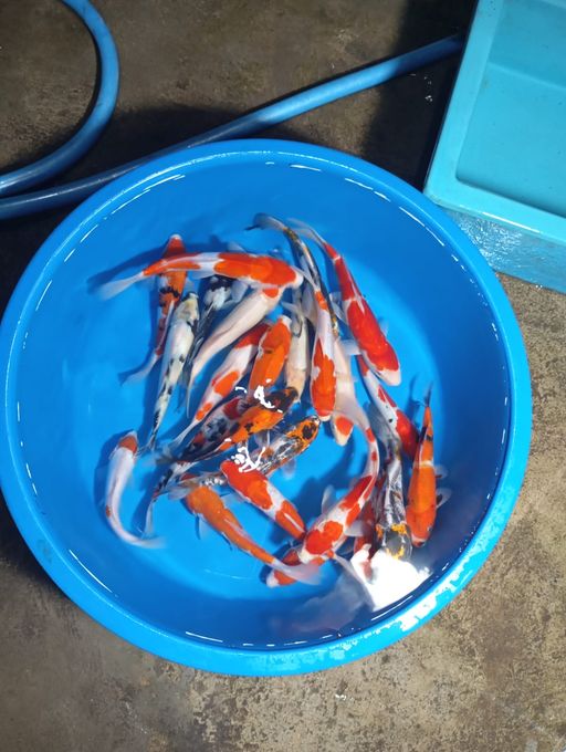 Lelang Koi Online, Jual Beli Ikan Koi, Pusat Jual Beli Koi, Info Lelang Koi Hari Ini, Platform Jual Beli Koi, Jual Beli Ikan Koi Online, Marketplace Ikan Koi, Jual Koi Terbaik, Tempat Beli Koi Berkualitas, Pasar Ikan Koi Online Terpercaya, Penjual Ikan Koi Terpercaya, Beli Koi Hias Online, Ikan Koi untuk Dijual, Koi Kualitas Terbaik, Toko Online Ikan Koi, Koi Hias Untuk Dijual, Jual Beli Ikan Koi Lokal, Koi Indonesia Online, Pusat Jual Beli Koi Terbesar