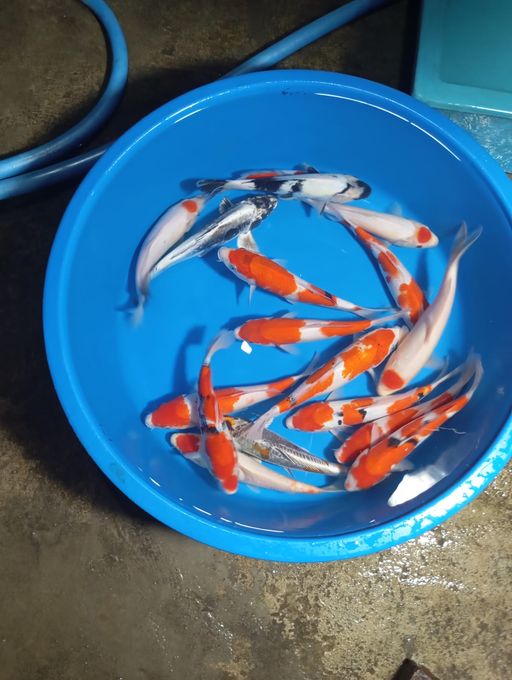 Lelang Koi Online, Jual Beli Ikan Koi, Pusat Jual Beli Koi, Info Lelang Koi Hari Ini, Platform Jual Beli Koi, Jual Beli Ikan Koi Online, Marketplace Ikan Koi, Jual Koi Terbaik, Tempat Beli Koi Berkualitas, Pasar Ikan Koi Online Terpercaya, Penjual Ikan Koi Terpercaya, Beli Koi Hias Online, Ikan Koi untuk Dijual, Koi Kualitas Terbaik, Toko Online Ikan Koi, Koi Hias Untuk Dijual, Jual Beli Ikan Koi Lokal, Koi Indonesia Online, Pusat Jual Beli Koi Terbesar
