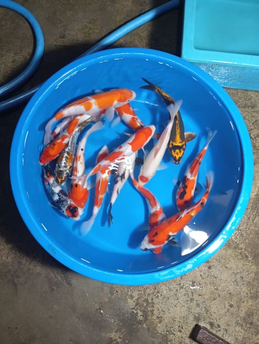 Lelang Koi Online, Jual Beli Ikan Koi, Pusat Jual Beli Koi, Info Lelang Koi Hari Ini, Platform Jual Beli Koi, Jual Beli Ikan Koi Online, Marketplace Ikan Koi, Jual Koi Terbaik, Tempat Beli Koi Berkualitas, Pasar Ikan Koi Online Terpercaya, Penjual Ikan Koi Terpercaya, Beli Koi Hias Online, Ikan Koi untuk Dijual, Koi Kualitas Terbaik, Toko Online Ikan Koi, Koi Hias Untuk Dijual, Jual Beli Ikan Koi Lokal, Koi Indonesia Online, Pusat Jual Beli Koi Terbesar