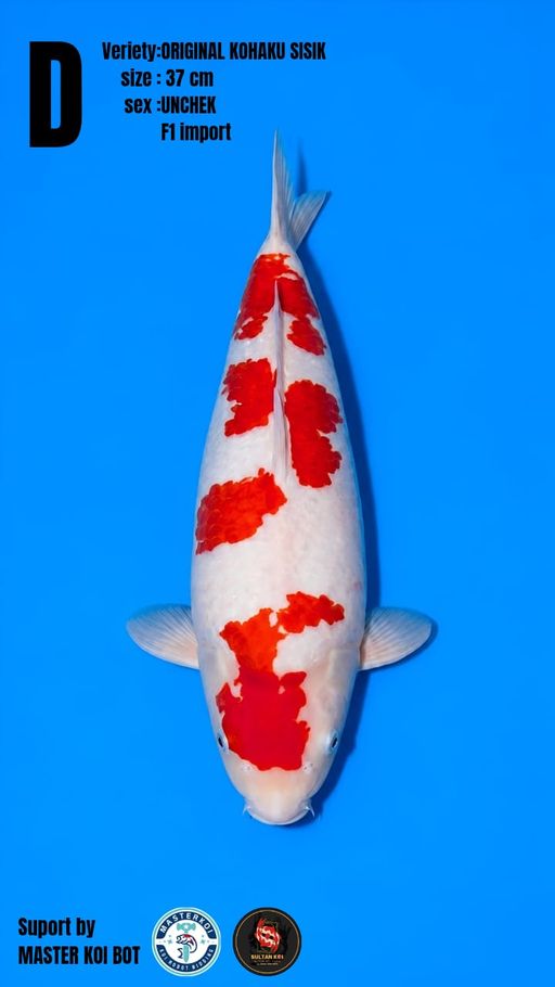 Lelang Koi Online, Jual Beli Ikan Koi, Pusat Jual Beli Koi, Info Lelang Koi Hari Ini, Platform Jual Beli Koi, Jual Beli Ikan Koi Online, Marketplace Ikan Koi, Jual Koi Terbaik, Tempat Beli Koi Berkualitas, Pasar Ikan Koi Online Terpercaya, Penjual Ikan Koi Terpercaya, Beli Koi Hias Online, Ikan Koi untuk Dijual, Koi Kualitas Terbaik, Toko Online Ikan Koi, Koi Hias Untuk Dijual, Jual Beli Ikan Koi Lokal, Koi Indonesia Online, Pusat Jual Beli Koi Terbesar