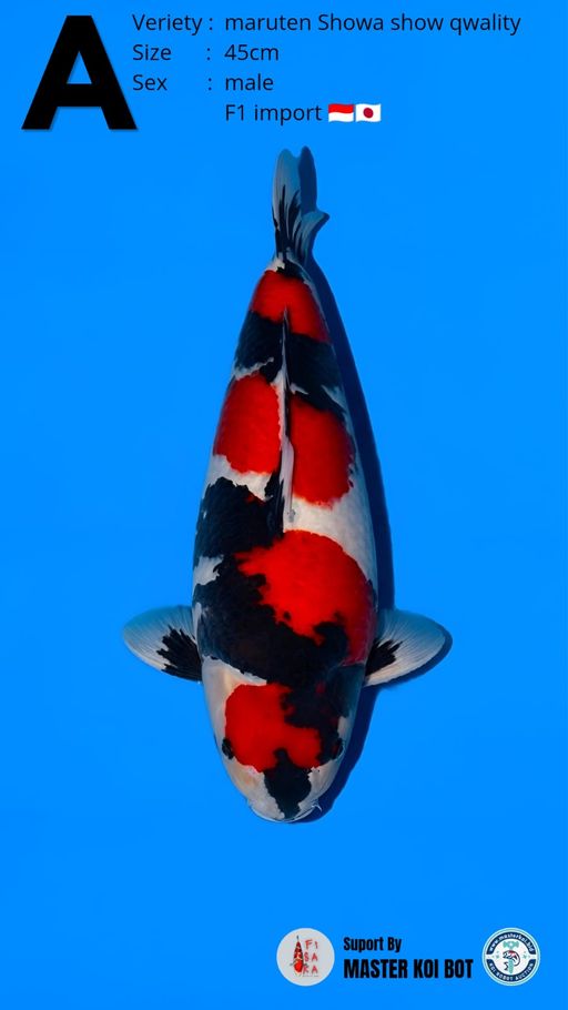 Lelang Koi Online, Jual Beli Ikan Koi, Pusat Jual Beli Koi, Info Lelang Koi Hari Ini, Platform Jual Beli Koi, Jual Beli Ikan Koi Online, Marketplace Ikan Koi, Jual Koi Terbaik, Tempat Beli Koi Berkualitas, Pasar Ikan Koi Online Terpercaya, Penjual Ikan Koi Terpercaya, Beli Koi Hias Online, Ikan Koi untuk Dijual, Koi Kualitas Terbaik, Toko Online Ikan Koi, Koi Hias Untuk Dijual, Jual Beli Ikan Koi Lokal, Koi Indonesia Online, Pusat Jual Beli Koi Terbesar