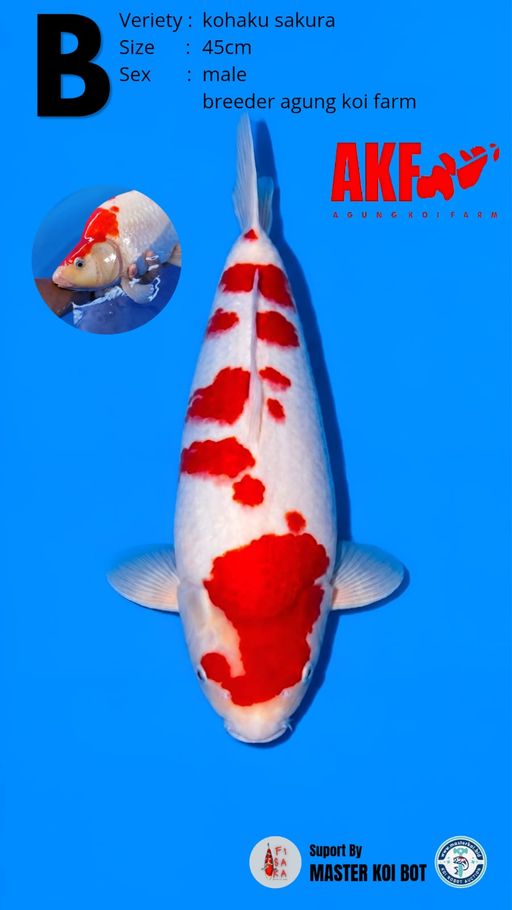 Lelang Koi Online, Jual Beli Ikan Koi, Pusat Jual Beli Koi, Info Lelang Koi Hari Ini, Platform Jual Beli Koi, Jual Beli Ikan Koi Online, Marketplace Ikan Koi, Jual Koi Terbaik, Tempat Beli Koi Berkualitas, Pasar Ikan Koi Online Terpercaya, Penjual Ikan Koi Terpercaya, Beli Koi Hias Online, Ikan Koi untuk Dijual, Koi Kualitas Terbaik, Toko Online Ikan Koi, Koi Hias Untuk Dijual, Jual Beli Ikan Koi Lokal, Koi Indonesia Online, Pusat Jual Beli Koi Terbesar