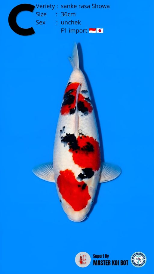 Lelang Koi Online, Jual Beli Ikan Koi, Pusat Jual Beli Koi, Info Lelang Koi Hari Ini, Platform Jual Beli Koi, Jual Beli Ikan Koi Online, Marketplace Ikan Koi, Jual Koi Terbaik, Tempat Beli Koi Berkualitas, Pasar Ikan Koi Online Terpercaya, Penjual Ikan Koi Terpercaya, Beli Koi Hias Online, Ikan Koi untuk Dijual, Koi Kualitas Terbaik, Toko Online Ikan Koi, Koi Hias Untuk Dijual, Jual Beli Ikan Koi Lokal, Koi Indonesia Online, Pusat Jual Beli Koi Terbesar