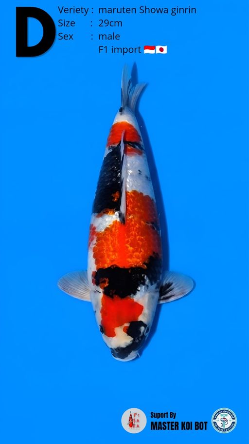 Lelang Koi Online, Jual Beli Ikan Koi, Pusat Jual Beli Koi, Info Lelang Koi Hari Ini, Platform Jual Beli Koi, Jual Beli Ikan Koi Online, Marketplace Ikan Koi, Jual Koi Terbaik, Tempat Beli Koi Berkualitas, Pasar Ikan Koi Online Terpercaya, Penjual Ikan Koi Terpercaya, Beli Koi Hias Online, Ikan Koi untuk Dijual, Koi Kualitas Terbaik, Toko Online Ikan Koi, Koi Hias Untuk Dijual, Jual Beli Ikan Koi Lokal, Koi Indonesia Online, Pusat Jual Beli Koi Terbesar
