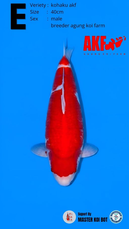 Lelang Koi Online, Jual Beli Ikan Koi, Pusat Jual Beli Koi, Info Lelang Koi Hari Ini, Platform Jual Beli Koi, Jual Beli Ikan Koi Online, Marketplace Ikan Koi, Jual Koi Terbaik, Tempat Beli Koi Berkualitas, Pasar Ikan Koi Online Terpercaya, Penjual Ikan Koi Terpercaya, Beli Koi Hias Online, Ikan Koi untuk Dijual, Koi Kualitas Terbaik, Toko Online Ikan Koi, Koi Hias Untuk Dijual, Jual Beli Ikan Koi Lokal, Koi Indonesia Online, Pusat Jual Beli Koi Terbesar