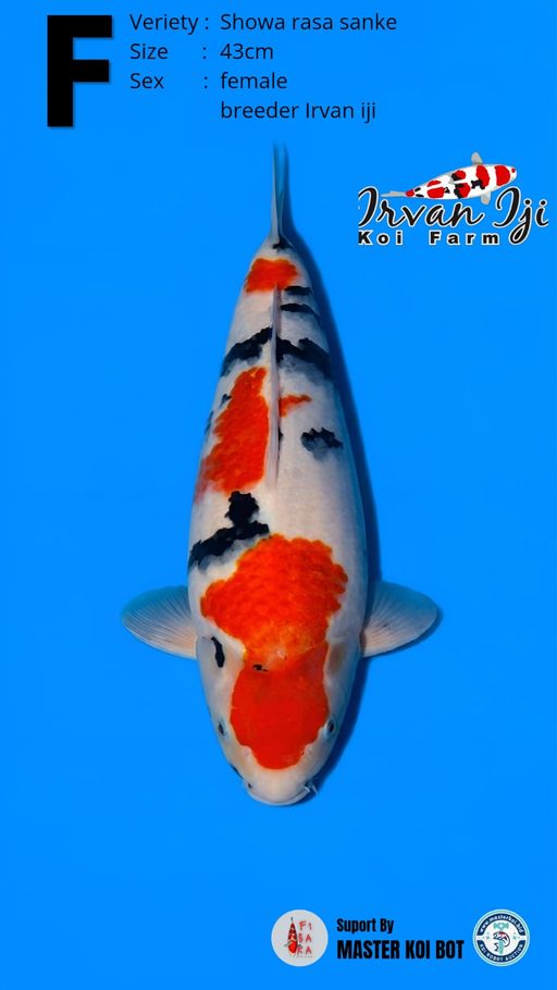 Lelang Koi Online, Jual Beli Ikan Koi, Pusat Jual Beli Koi, Info Lelang Koi Hari Ini, Platform Jual Beli Koi, Jual Beli Ikan Koi Online, Marketplace Ikan Koi, Jual Koi Terbaik, Tempat Beli Koi Berkualitas, Pasar Ikan Koi Online Terpercaya, Penjual Ikan Koi Terpercaya, Beli Koi Hias Online, Ikan Koi untuk Dijual, Koi Kualitas Terbaik, Toko Online Ikan Koi, Koi Hias Untuk Dijual, Jual Beli Ikan Koi Lokal, Koi Indonesia Online, Pusat Jual Beli Koi Terbesar