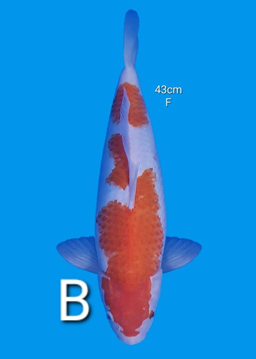 Lelang Koi Online, Jual Beli Ikan Koi, Pusat Jual Beli Koi, Info Lelang Koi Hari Ini, Platform Jual Beli Koi, Jual Beli Ikan Koi Online, Marketplace Ikan Koi, Jual Koi Terbaik, Tempat Beli Koi Berkualitas, Pasar Ikan Koi Online Terpercaya, Penjual Ikan Koi Terpercaya, Beli Koi Hias Online, Ikan Koi untuk Dijual, Koi Kualitas Terbaik, Toko Online Ikan Koi, Koi Hias Untuk Dijual, Jual Beli Ikan Koi Lokal, Koi Indonesia Online, Pusat Jual Beli Koi Terbesar