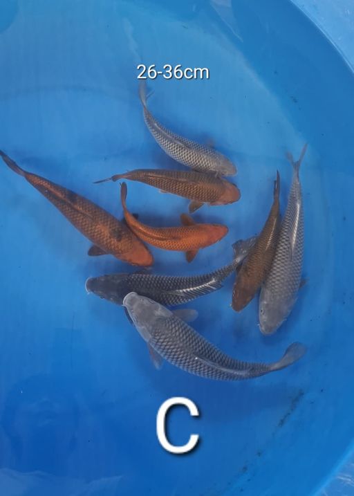 Lelang Koi Online, Jual Beli Ikan Koi, Pusat Jual Beli Koi, Info Lelang Koi Hari Ini, Platform Jual Beli Koi, Jual Beli Ikan Koi Online, Marketplace Ikan Koi, Jual Koi Terbaik, Tempat Beli Koi Berkualitas, Pasar Ikan Koi Online Terpercaya, Penjual Ikan Koi Terpercaya, Beli Koi Hias Online, Ikan Koi untuk Dijual, Koi Kualitas Terbaik, Toko Online Ikan Koi, Koi Hias Untuk Dijual, Jual Beli Ikan Koi Lokal, Koi Indonesia Online, Pusat Jual Beli Koi Terbesar