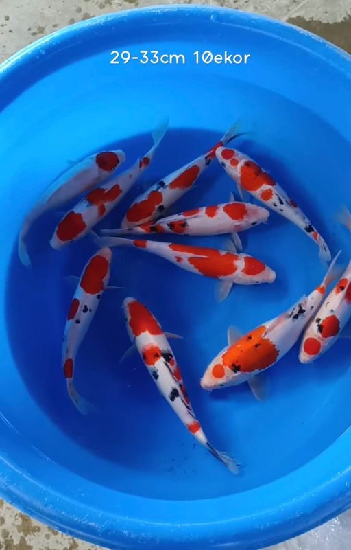 Lelang Koi Online, Jual Beli Ikan Koi, Pusat Jual Beli Koi, Info Lelang Koi Hari Ini, Platform Jual Beli Koi, Jual Beli Ikan Koi Online, Marketplace Ikan Koi, Jual Koi Terbaik, Tempat Beli Koi Berkualitas, Pasar Ikan Koi Online Terpercaya, Penjual Ikan Koi Terpercaya, Beli Koi Hias Online, Ikan Koi untuk Dijual, Koi Kualitas Terbaik, Toko Online Ikan Koi, Koi Hias Untuk Dijual, Jual Beli Ikan Koi Lokal, Koi Indonesia Online, Pusat Jual Beli Koi Terbesar