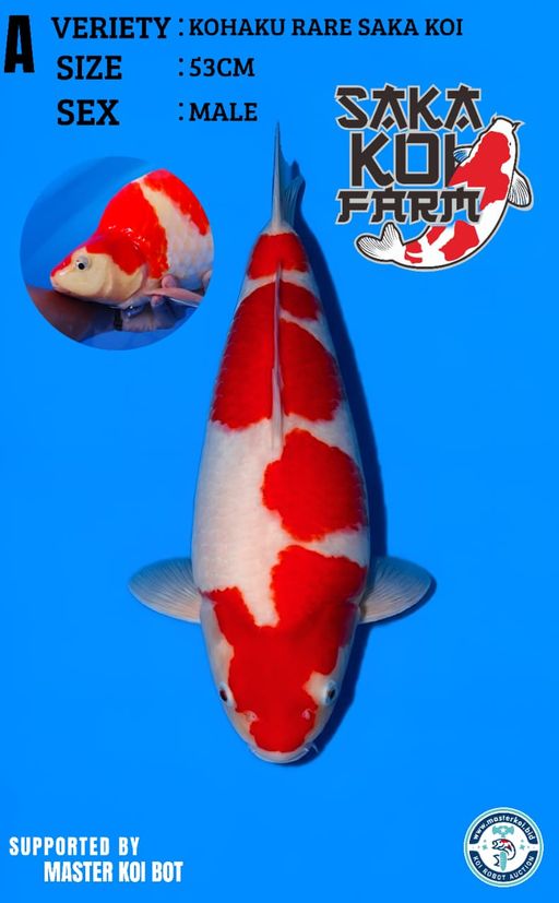 Lelang Koi Online, Jual Beli Ikan Koi, Pusat Jual Beli Koi, Info Lelang Koi Hari Ini, Platform Jual Beli Koi, Jual Beli Ikan Koi Online, Marketplace Ikan Koi, Jual Koi Terbaik, Tempat Beli Koi Berkualitas, Pasar Ikan Koi Online Terpercaya, Penjual Ikan Koi Terpercaya, Beli Koi Hias Online, Ikan Koi untuk Dijual, Koi Kualitas Terbaik, Toko Online Ikan Koi, Koi Hias Untuk Dijual, Jual Beli Ikan Koi Lokal, Koi Indonesia Online, Pusat Jual Beli Koi Terbesar