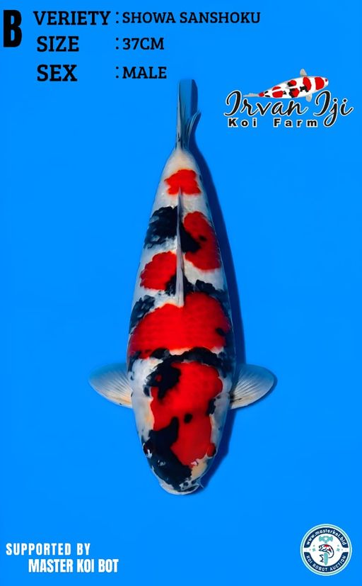 Lelang Koi Online, Jual Beli Ikan Koi, Pusat Jual Beli Koi, Info Lelang Koi Hari Ini, Platform Jual Beli Koi, Jual Beli Ikan Koi Online, Marketplace Ikan Koi, Jual Koi Terbaik, Tempat Beli Koi Berkualitas, Pasar Ikan Koi Online Terpercaya, Penjual Ikan Koi Terpercaya, Beli Koi Hias Online, Ikan Koi untuk Dijual, Koi Kualitas Terbaik, Toko Online Ikan Koi, Koi Hias Untuk Dijual, Jual Beli Ikan Koi Lokal, Koi Indonesia Online, Pusat Jual Beli Koi Terbesar
