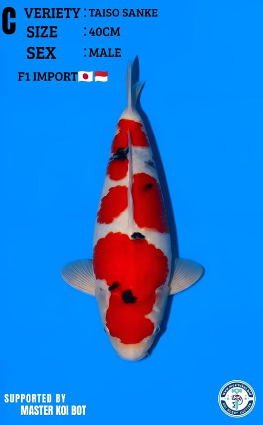 Lelang Koi Online, Jual Beli Ikan Koi, Pusat Jual Beli Koi, Info Lelang Koi Hari Ini, Platform Jual Beli Koi, Jual Beli Ikan Koi Online, Marketplace Ikan Koi, Jual Koi Terbaik, Tempat Beli Koi Berkualitas, Pasar Ikan Koi Online Terpercaya, Penjual Ikan Koi Terpercaya, Beli Koi Hias Online, Ikan Koi untuk Dijual, Koi Kualitas Terbaik, Toko Online Ikan Koi, Koi Hias Untuk Dijual, Jual Beli Ikan Koi Lokal, Koi Indonesia Online, Pusat Jual Beli Koi Terbesar