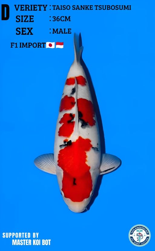 Lelang Koi Online, Jual Beli Ikan Koi, Pusat Jual Beli Koi, Info Lelang Koi Hari Ini, Platform Jual Beli Koi, Jual Beli Ikan Koi Online, Marketplace Ikan Koi, Jual Koi Terbaik, Tempat Beli Koi Berkualitas, Pasar Ikan Koi Online Terpercaya, Penjual Ikan Koi Terpercaya, Beli Koi Hias Online, Ikan Koi untuk Dijual, Koi Kualitas Terbaik, Toko Online Ikan Koi, Koi Hias Untuk Dijual, Jual Beli Ikan Koi Lokal, Koi Indonesia Online, Pusat Jual Beli Koi Terbesar