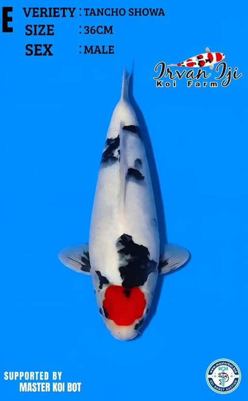 Lelang Koi Online, Jual Beli Ikan Koi, Pusat Jual Beli Koi, Info Lelang Koi Hari Ini, Platform Jual Beli Koi, Jual Beli Ikan Koi Online, Marketplace Ikan Koi, Jual Koi Terbaik, Tempat Beli Koi Berkualitas, Pasar Ikan Koi Online Terpercaya, Penjual Ikan Koi Terpercaya, Beli Koi Hias Online, Ikan Koi untuk Dijual, Koi Kualitas Terbaik, Toko Online Ikan Koi, Koi Hias Untuk Dijual, Jual Beli Ikan Koi Lokal, Koi Indonesia Online, Pusat Jual Beli Koi Terbesar