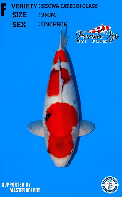 Lelang Koi Online, Jual Beli Ikan Koi, Pusat Jual Beli Koi, Info Lelang Koi Hari Ini, Platform Jual Beli Koi, Jual Beli Ikan Koi Online, Marketplace Ikan Koi, Jual Koi Terbaik, Tempat Beli Koi Berkualitas, Pasar Ikan Koi Online Terpercaya, Penjual Ikan Koi Terpercaya, Beli Koi Hias Online, Ikan Koi untuk Dijual, Koi Kualitas Terbaik, Toko Online Ikan Koi, Koi Hias Untuk Dijual, Jual Beli Ikan Koi Lokal, Koi Indonesia Online, Pusat Jual Beli Koi Terbesar
