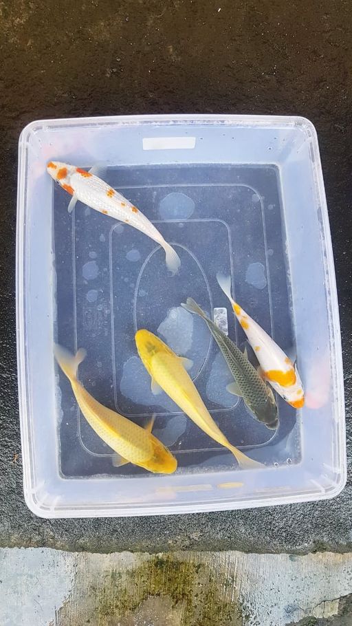 Lelang Koi Online, Jual Beli Ikan Koi, Pusat Jual Beli Koi, Info Lelang Koi Hari Ini, Platform Jual Beli Koi, Jual Beli Ikan Koi Online, Marketplace Ikan Koi, Jual Koi Terbaik, Tempat Beli Koi Berkualitas, Pasar Ikan Koi Online Terpercaya, Penjual Ikan Koi Terpercaya, Beli Koi Hias Online, Ikan Koi untuk Dijual, Koi Kualitas Terbaik, Toko Online Ikan Koi, Koi Hias Untuk Dijual, Jual Beli Ikan Koi Lokal, Koi Indonesia Online, Pusat Jual Beli Koi Terbesar