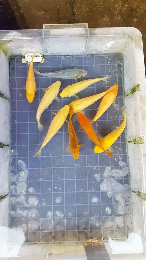 Lelang Koi Online, Jual Beli Ikan Koi, Pusat Jual Beli Koi, Info Lelang Koi Hari Ini, Platform Jual Beli Koi, Jual Beli Ikan Koi Online, Marketplace Ikan Koi, Jual Koi Terbaik, Tempat Beli Koi Berkualitas, Pasar Ikan Koi Online Terpercaya, Penjual Ikan Koi Terpercaya, Beli Koi Hias Online, Ikan Koi untuk Dijual, Koi Kualitas Terbaik, Toko Online Ikan Koi, Koi Hias Untuk Dijual, Jual Beli Ikan Koi Lokal, Koi Indonesia Online, Pusat Jual Beli Koi Terbesar