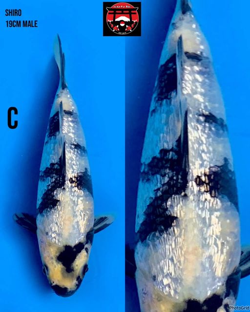 Lelang Koi Online, Jual Beli Ikan Koi, Pusat Jual Beli Koi, Info Lelang Koi Hari Ini, Platform Jual Beli Koi, Jual Beli Ikan Koi Online, Marketplace Ikan Koi, Jual Koi Terbaik, Tempat Beli Koi Berkualitas, Pasar Ikan Koi Online Terpercaya, Penjual Ikan Koi Terpercaya, Beli Koi Hias Online, Ikan Koi untuk Dijual, Koi Kualitas Terbaik, Toko Online Ikan Koi, Koi Hias Untuk Dijual, Jual Beli Ikan Koi Lokal, Koi Indonesia Online, Pusat Jual Beli Koi Terbesar
