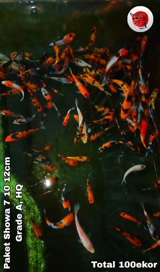 Lelang Koi Online, Jual Beli Ikan Koi, Pusat Jual Beli Koi, Info Lelang Koi Hari Ini, Platform Jual Beli Koi, Jual Beli Ikan Koi Online, Marketplace Ikan Koi, Jual Koi Terbaik, Tempat Beli Koi Berkualitas, Pasar Ikan Koi Online Terpercaya, Penjual Ikan Koi Terpercaya, Beli Koi Hias Online, Ikan Koi untuk Dijual, Koi Kualitas Terbaik, Toko Online Ikan Koi, Koi Hias Untuk Dijual, Jual Beli Ikan Koi Lokal, Koi Indonesia Online, Pusat Jual Beli Koi Terbesar